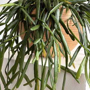 Rhipsalis Micrantha Hanging Plant – Rare Trailing Jungle Cactus in 5” Pot | Pet Safe Easy Care Indoor Plant for Small Spaces image 5