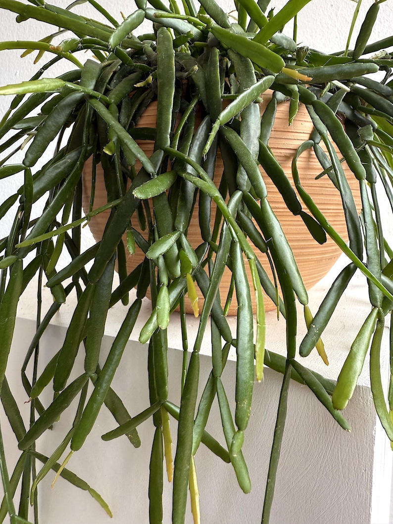 Rhipsalis Micrantha Hanging Plant – Rare Trailing Jungle Cactus in 5” Pot | Pet Safe Easy Care Indoor Plant for Small Spaces image 5