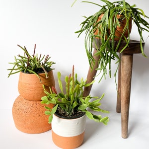 Rhipsalis Trio 4 inch Pot image 6