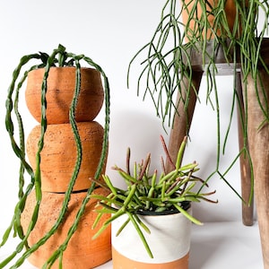 Rhipsalis Trio 4 inch Pot image 1