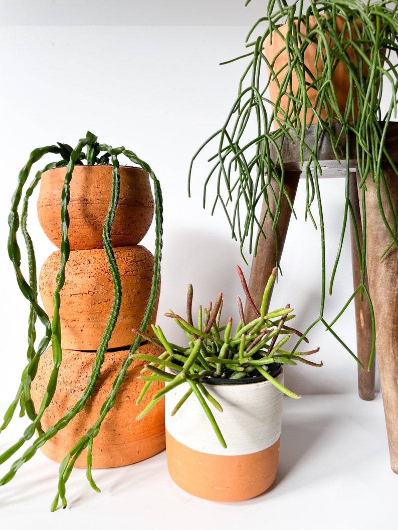 Rhipsalis Trio 4 inch Pot image 1