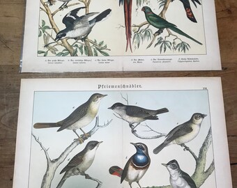 PAAR antieke vogels lithografieën, papegaaien, klauwieren, vliegenvangers, prenten, ca. 1886, groot formaat, Duits