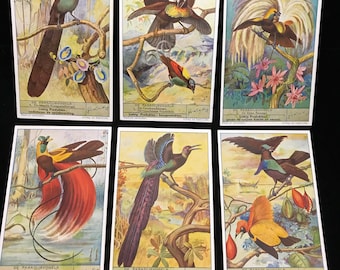 SIX Birds of Paradise-ruilkaarten circa 1865//Liebig-ruilkaarten vogels//vintage Duitse chromolithografie-vogelafdrukken