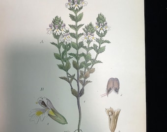 ORIGINEEL c.1900 antieke print-Zweedse botanische, Victoriaanse kleurenlithografie print 9,25 x 6,25 inch botanische chromolithografie #106