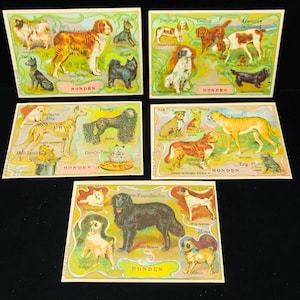 FIVE vintage carnivorous mammals German trade cards, leopard, tiger, lion, bear, wolf, fox