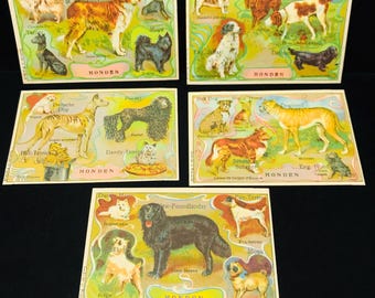 VIJF vintage vleesetende zoogdieren Duitse handelskaarten, luipaard, tijger, leeuw, beer, wolf, vos