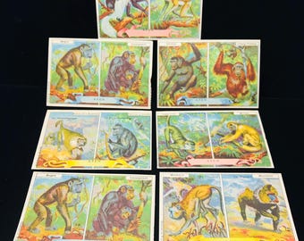 SEVEN vintage Duitse handelskaarten primaten, apen