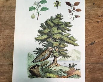 Antieke handgekleurde botanische print op lompenpapier: beuk en uil (ca. 1835)