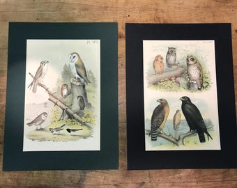 Set van TWEE antieke vogelafdrukken: uilen, haviken en junco's 1893 vogellithografieën
