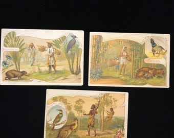 DRIE vintage handelskaarten circa 1918, world of forests handelskaarten//vintage Tasmanië print//vintage Madagaskar print//vintage Ceylan print