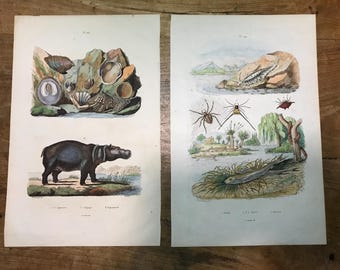 PAAR antieke handgekleurde botanische print op lompenpapier: nijlpaard, hoefijzer (ca. 1835)