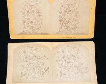 PAAR antieke stereoscoopkaarten van opgezette vogels//origineel circa 1880 stereobeeld van vintage opgezette kolibries
