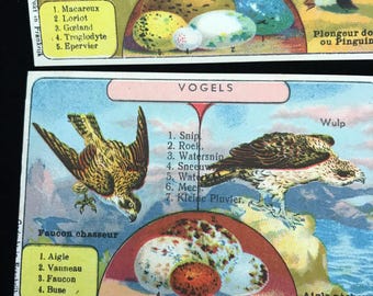 SIX vintage Duitse vogel met hun eieren ruilkaarten, pinguïn, reiger, zwaan