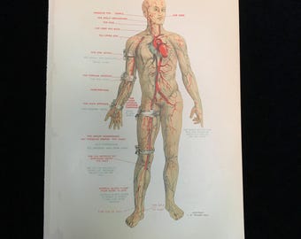 Veel van ACHT antieke medische anatomielithografieën 1912