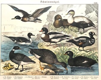 Antieke eendenlithografie, watervogels, ca. 1886, groot formaat, Duits