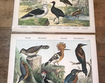 PAAR antieke vogelslithografieën, hop, boomklever, specht, kustvogels, zeemeeuwafdrukken, ca. 1886, groot formaat, Duits