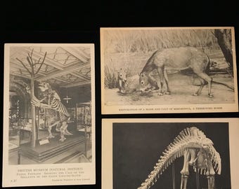 DRIE vintage ansichtkaarten: dinosaurusskelet, gigantisch luiaardskelet, mesohippus-postkaarten, ansichtkaarten Natural History Museum ca. 1920