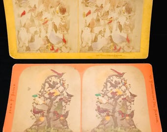 PAAR antieke stereoscoopkaarten van opgezette vogels, met de hand getint//origineel circa 1880 stereobeeld van vintage opgezette kolibries