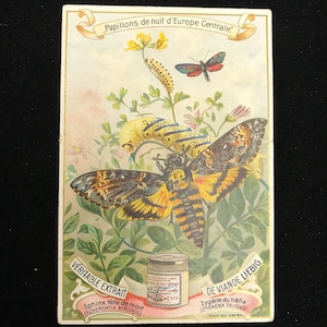 Carta commerciale vintage Falena Testa di Morte//carta commerciale vintage Falena Testa di Morte//stampa vintage Falena Testa di Morte//stampa a colori Falena Testa di Morte