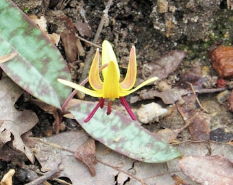 Trout Lily - Erythronium Americanum - Flower Natural Beauty