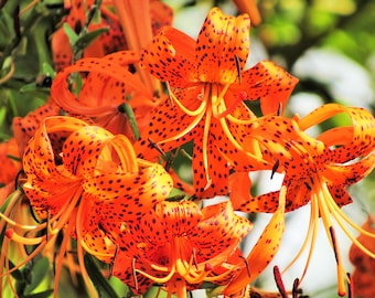 Tiger Lily - Lilium Lancifolium - Flower Natural Beauty