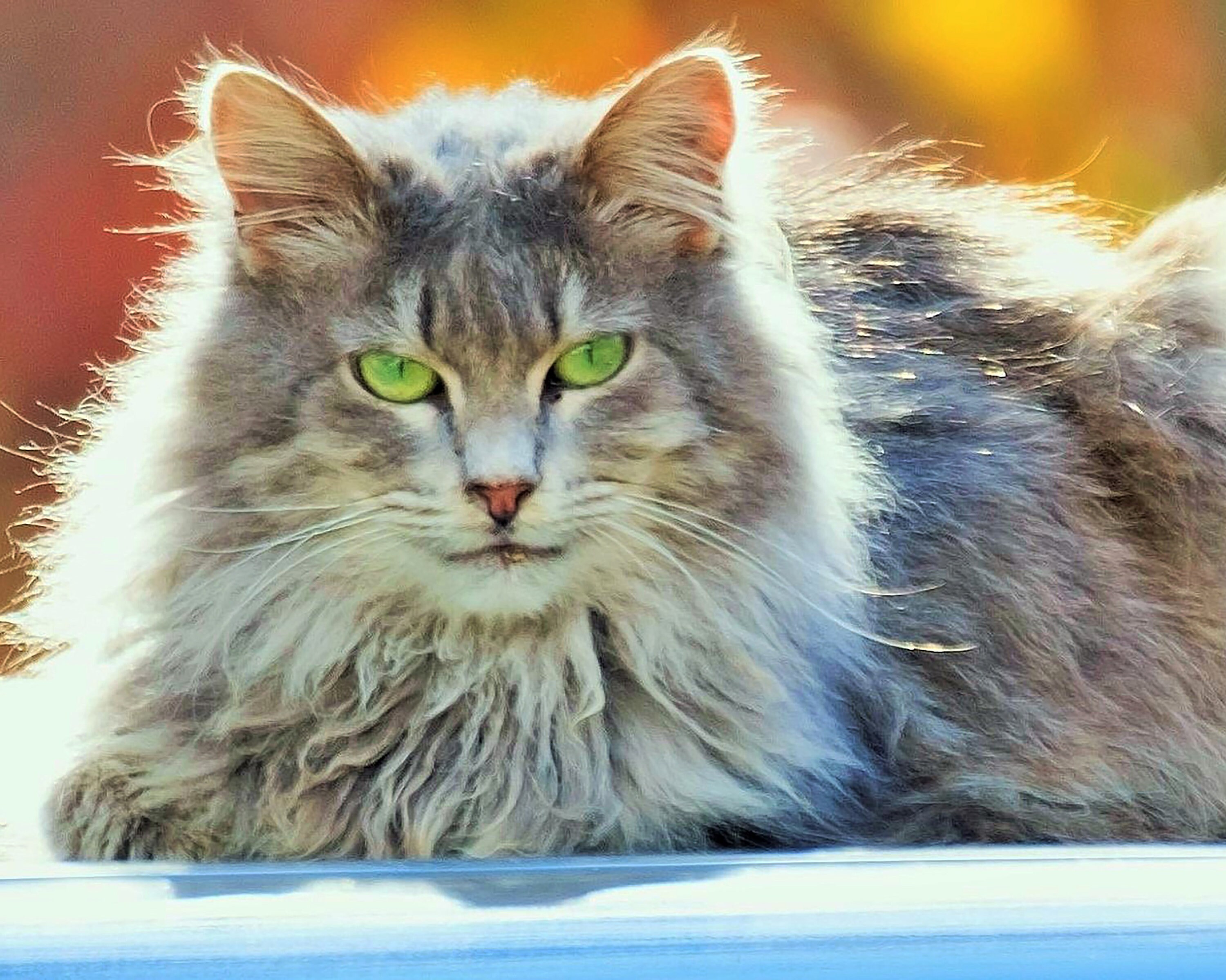 American Longhair Cat Cat Natural Beauty - Etsy