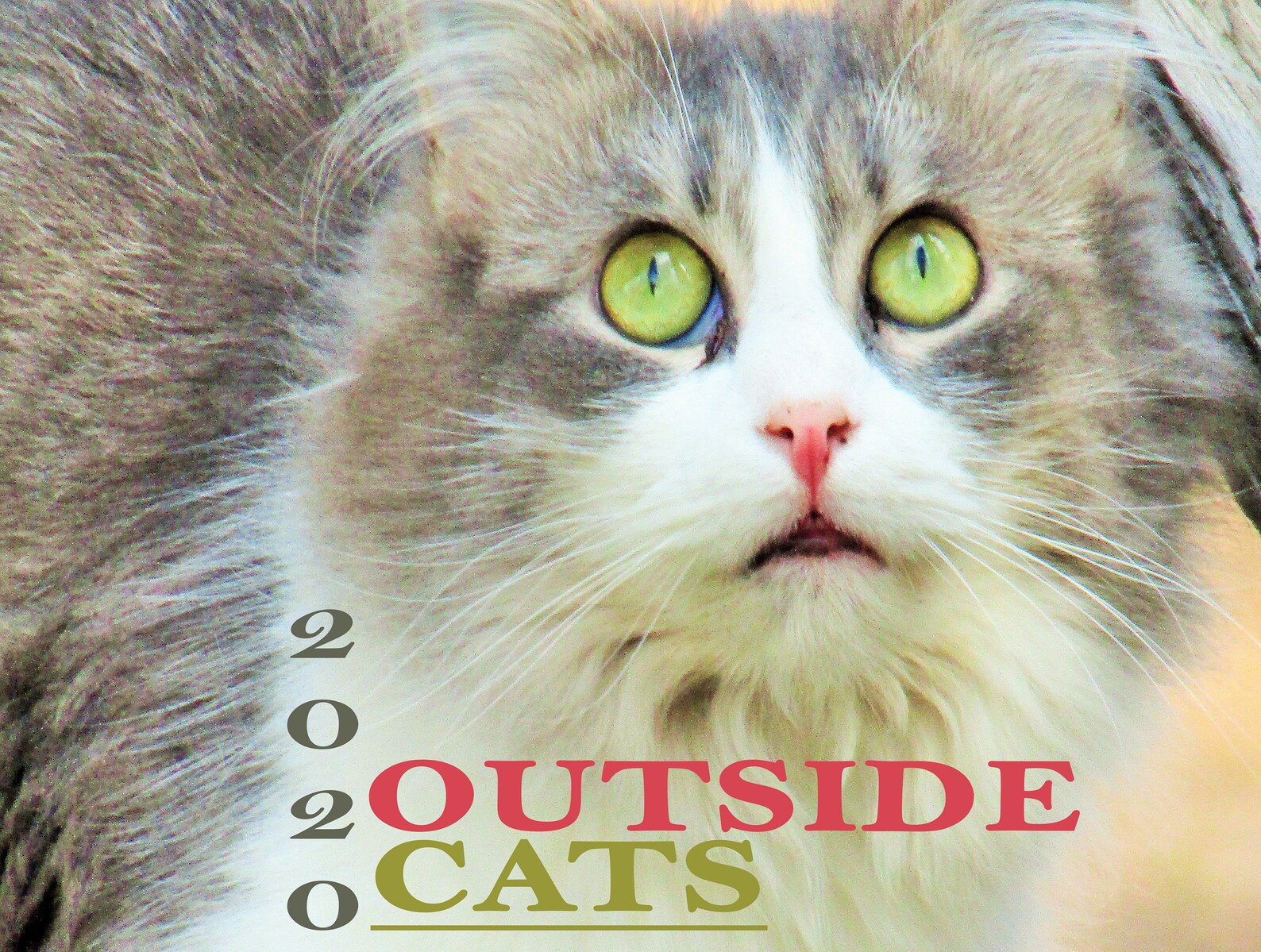 Outside Cats Wall Calendar 2020 | Etsy Outside Cats Wall Calendar 2020 | Etsy