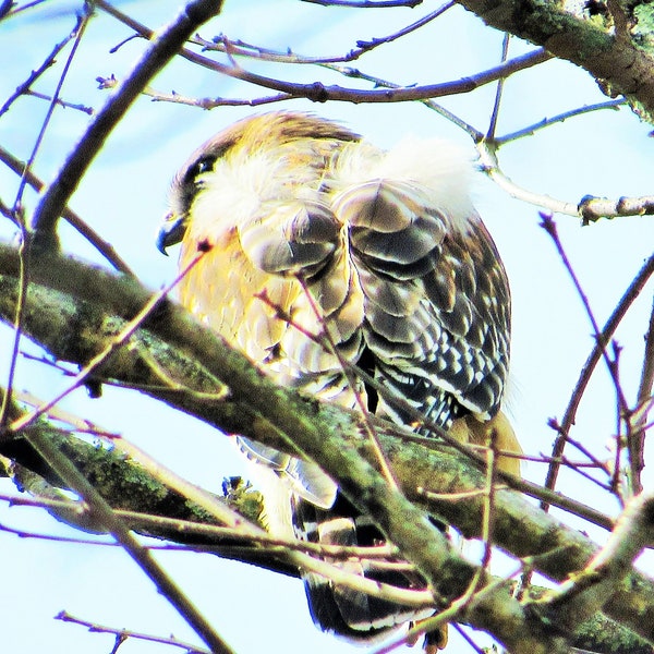 Buse à épaulettes - Buteo Lineatus - Oiseau Natural Beauty