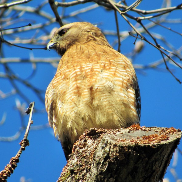 Buse à épaulettes - Buteo Lineatus - Oiseau Natural Beauty