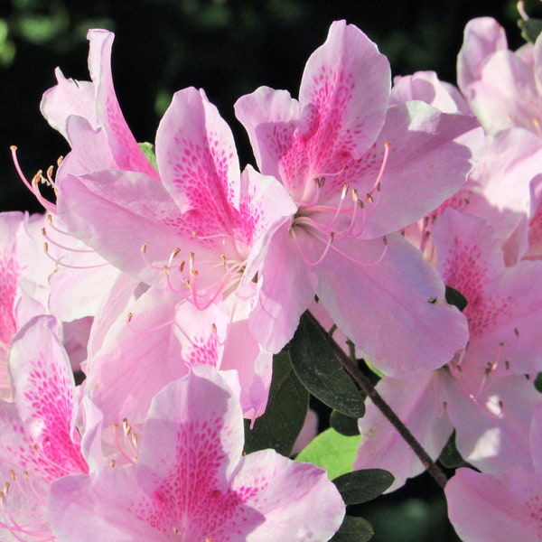 Pink Azalea - Rhododendron periclymenoides - Flower Natural Beauty