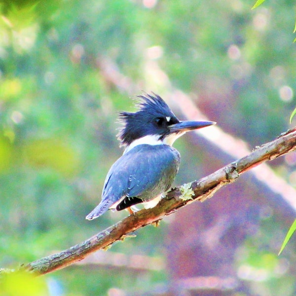 King Fisher - Wildlife Natural Beauty