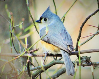 May include: A small blue and gray bird with a black eye perched on a branch with green buds. The bird has a white patch on its forehead and a long tail.