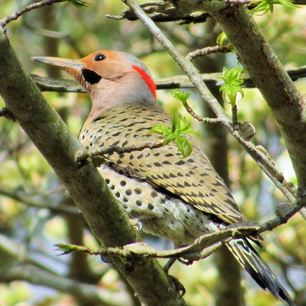 Northern Flicker - Colaptes Auratus - Bird Natural Beauty