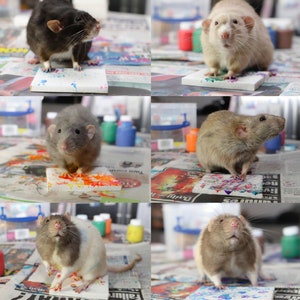 Tiny Paws Rat Canvas Commission with photo image 7