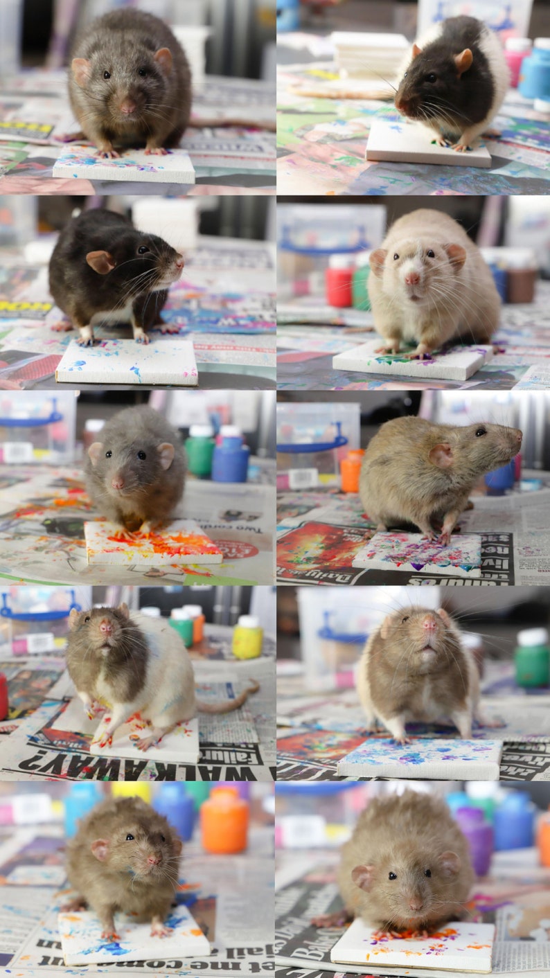 Tiny Paws Rat Canvas Commission with photo image 7