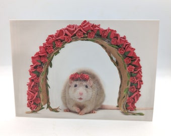 Rose arch rat valentines day greeting card valentine hearts love confetti balloon