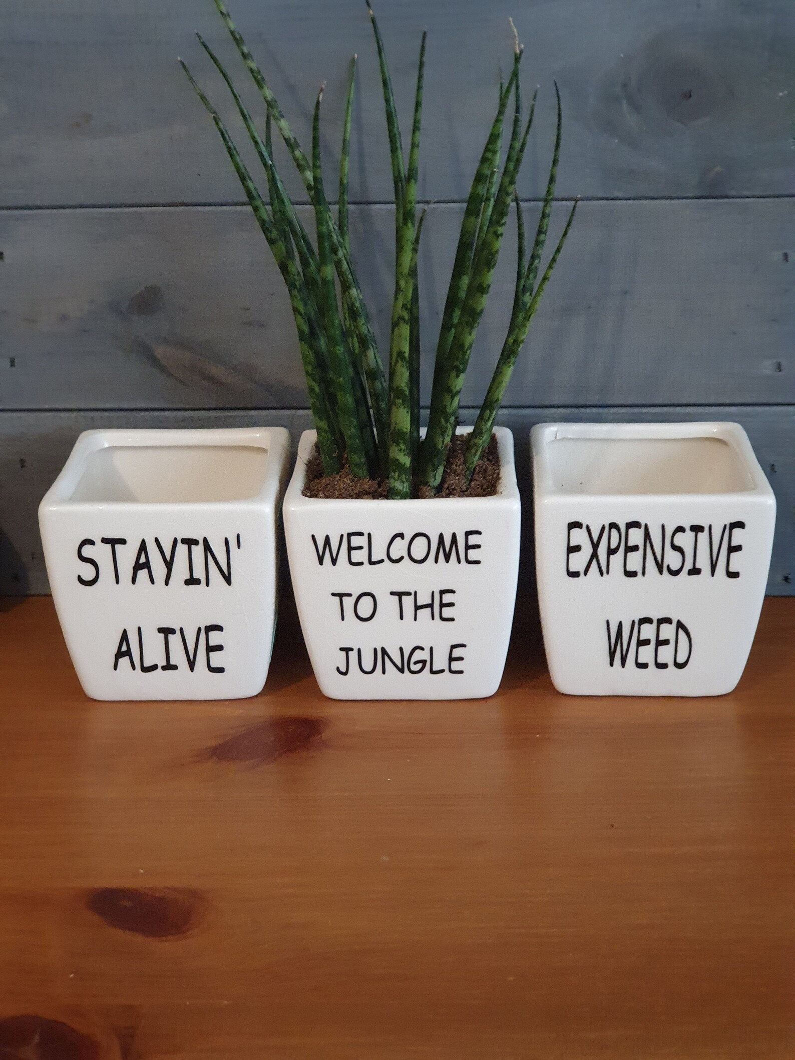 Funny Plant Pot / Funny Cacti Plant Pot / Succulent Pot / Etsy