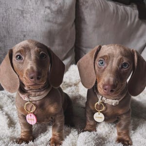 May include: Two light brown dachshund puppies with floppy ears. The left puppy wears a pink collar with a round pink and white striped tag reading WINNIE. The right puppy wears a beige collar with a round white tag reading SCOOBY.