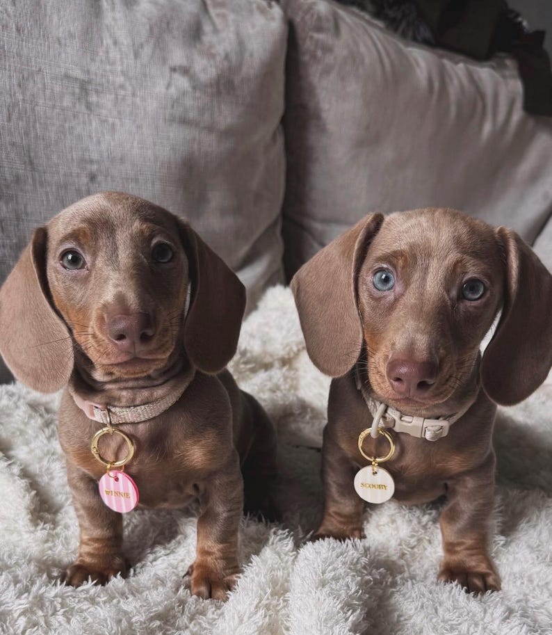 May include: Two light brown dachshund puppies with floppy ears. The left puppy wears a pink collar with a round pink and white striped tag reading WINNIE. The right puppy wears a beige collar with a round white tag reading SCOOBY.