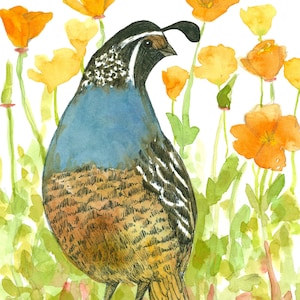 Kalifornischer Mohn Grußkarte Wachtel Wildvogel Aquarell