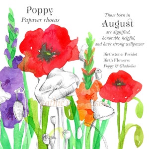 Carte Fleurs Naissance Août Langue des Fleurs Coquelicots Glaïeuls Botanique