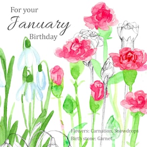 January birthday greeting card language of flowers floriography carnation flowers hand painted watercolor.