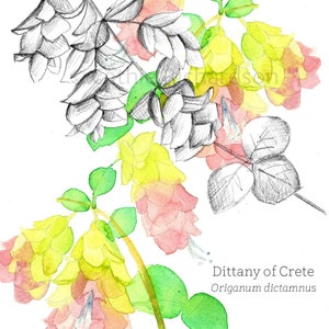 Dittany Of Crete-wenskaart Botanische taal van bloemen