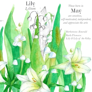 Naissance, mois de mai, fleur, langue, langue, fleurs, muguet, fleur, lys