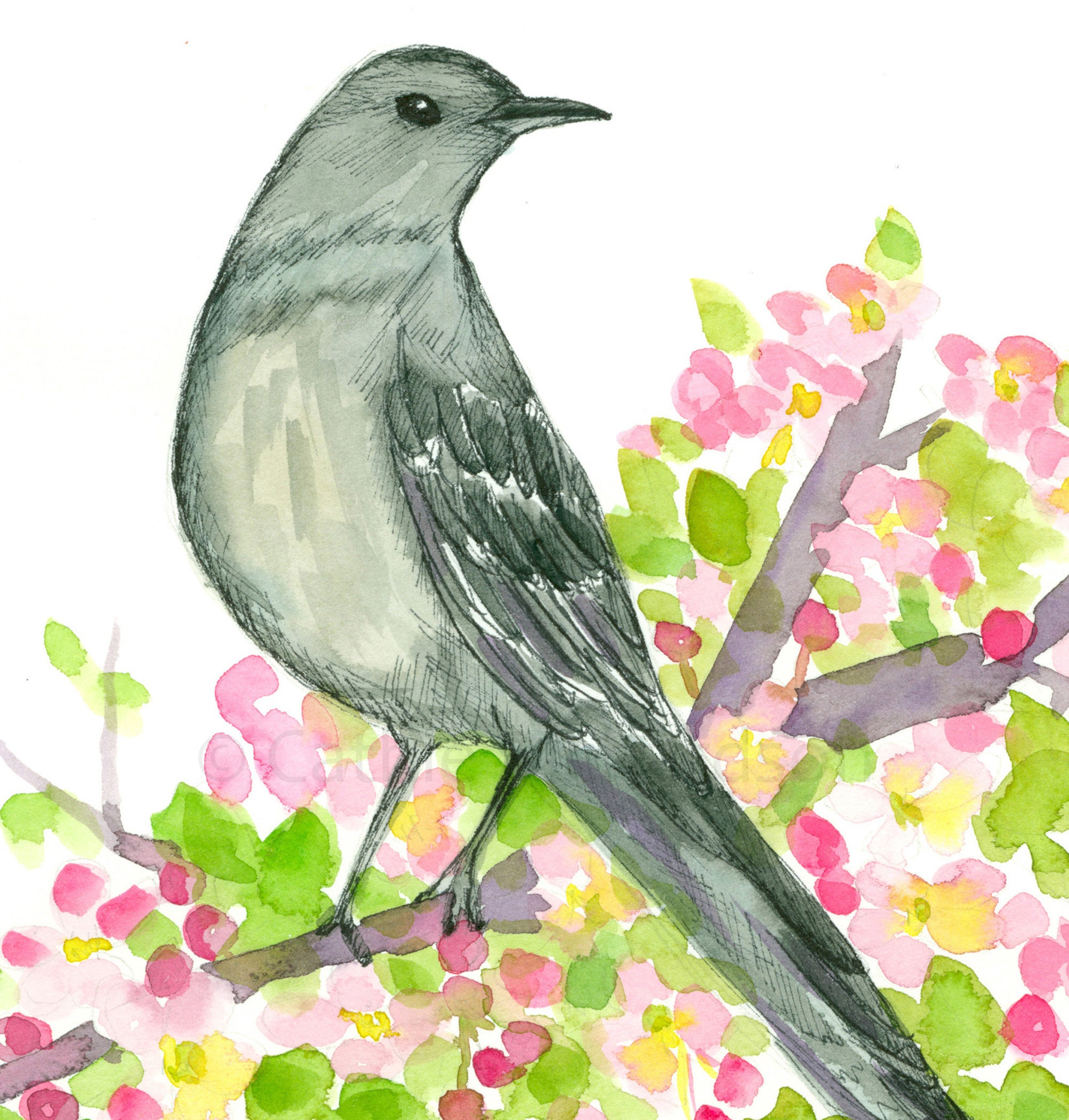 Arkansas State Bird Flower Apple Blossom Watercolor Giclee Print - Etsy