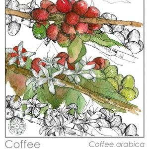 Materia Medica Cards Herbal Study Medicinal Plants Fruit and Spice