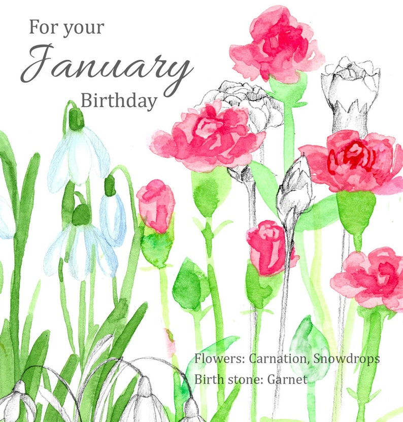 January birthday greeting card language of flowers floriography carnation flowers hand painted watercolor.