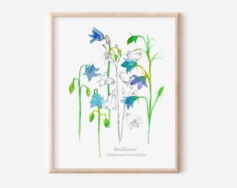 Bellflowers Botanical Wildflower Plants Illustration Watercolor Fine Art Print
