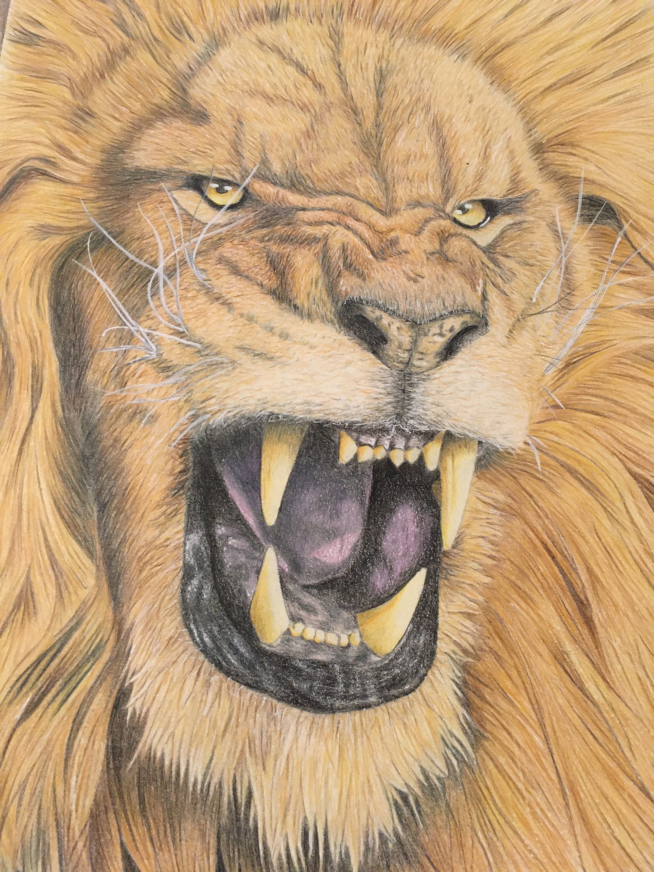 Portrait D Animal Dessin Realiste Avec Des Crayons Etsy Portrait D Animal Dessin Realiste Avec Des Crayons Etsy