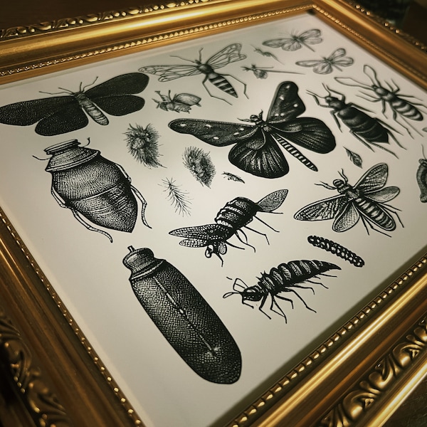 Impression de style flash de tatouage d'insectes, noyau de cottage sombre, fantaisiste, nature, illustration, plantes, faune, insectes